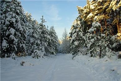 早在2014年 CDPR就确认希里为《巫师4》主角